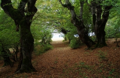 Picnic Spot