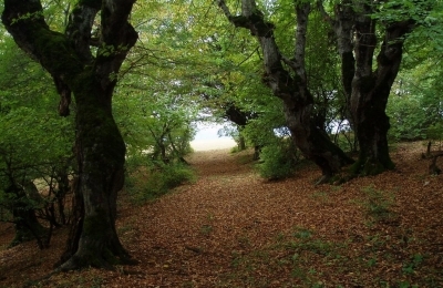 Picnic Spot