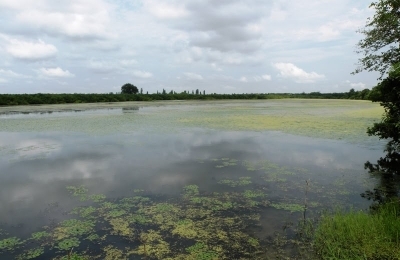 Didi narionali (Japana) lake